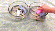 🔥Easter Magic Hatching Growing Dinosaur Eggs